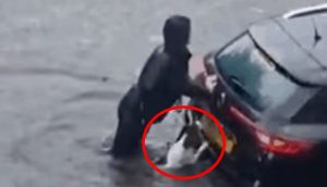 Perrito imita a su dueña luchando por rescatar a dos mujeres desconocidas en medio del agua