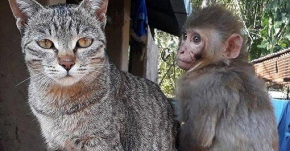 Monita herida recupera las ganas de vivir gracias a la dulce compañía de una gatita