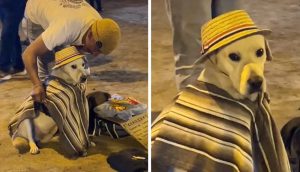 Perrito con traje festivo acompaña a sus dueños a vender dulces en las fiestas patrias