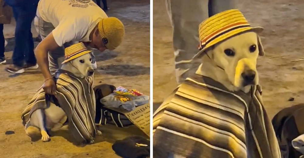 Perrito con traje festivo acompaña a sus dueños a vender dulces en las fiestas patrias