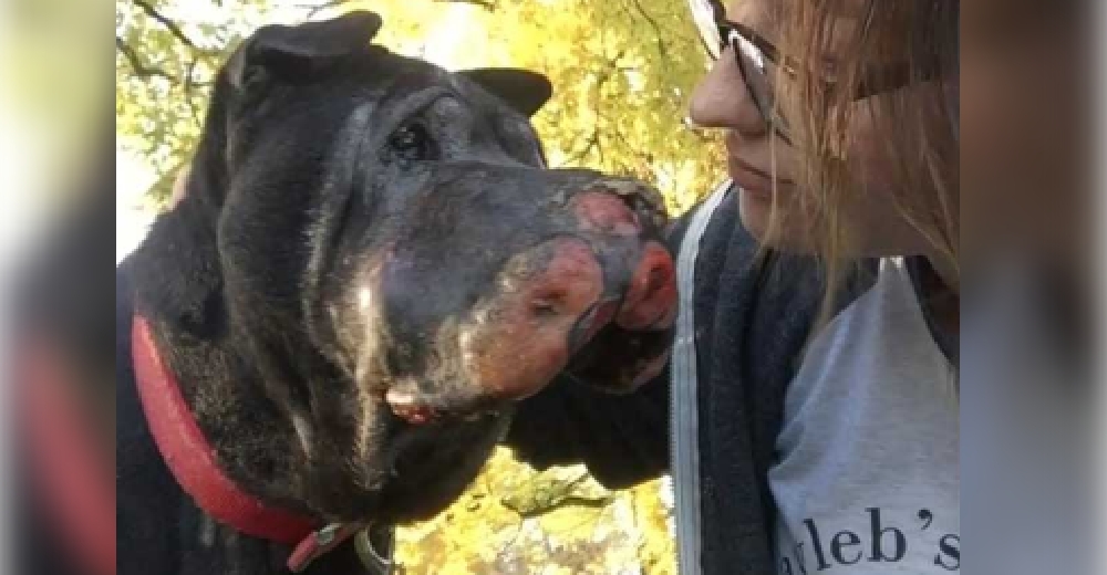 Rescata a un perro en la calle lleno de tumores y él le hace saber que debe cruzar el arcoíris