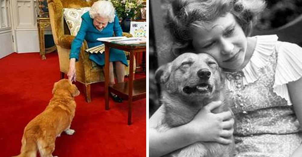 Los 4 perritos consentidos de la reina Isabel finalmente consiguen su hogar soñado