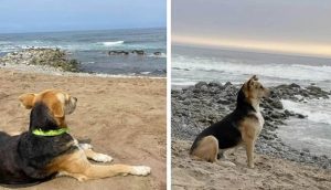 Perrito espera todos los días frente al mar con la ilusión de ver a su dueño que no volverá