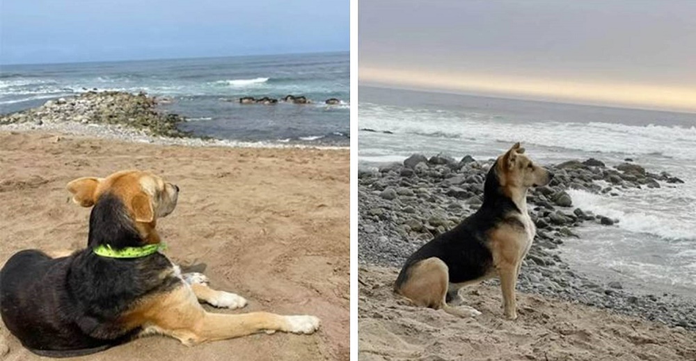 Perrito espera todos los días frente al mar con la ilusión de ver a su dueño que no volverá