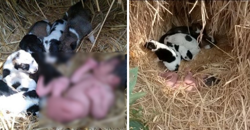 Encuentran a cachorritos acurrucando a una bebé abandonada como si fuera una hermanita más