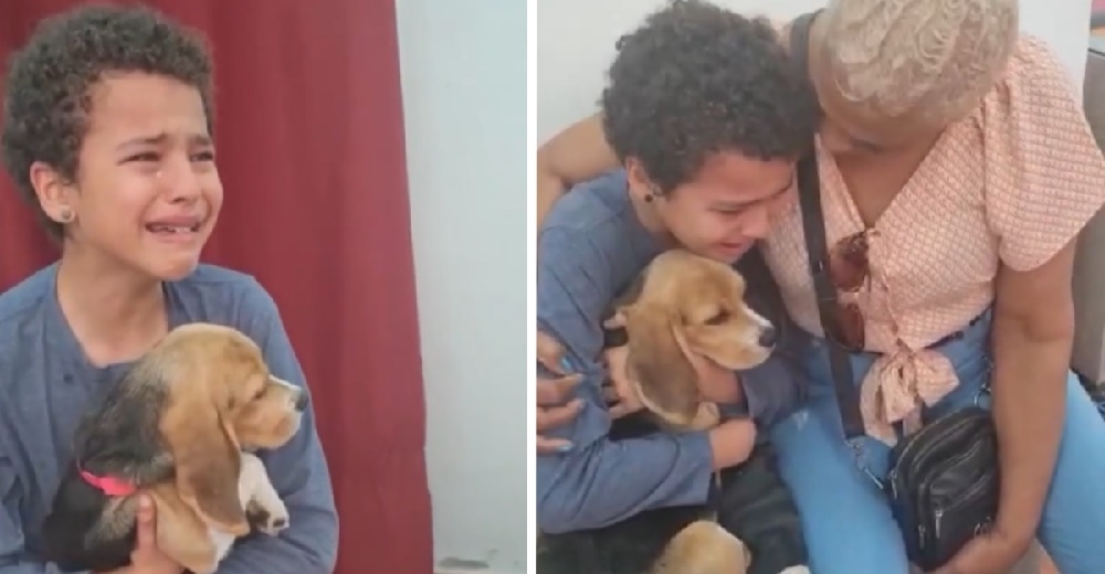 Niño llora de emoción tras lograr llevarse a casa al perrito que le dijeron ya fue adoptado