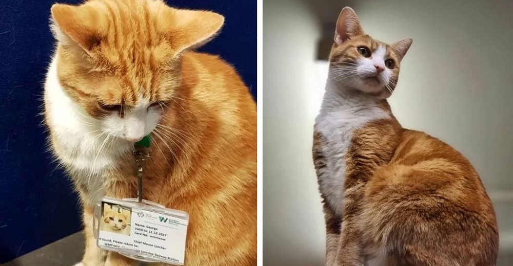 Gato abandonado en una estación de tren es contratado como jefe de captura de ratones