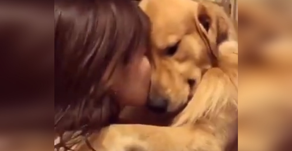 La reacción de un perrito golden retriever al ser adoptado de una perrera se hace viral