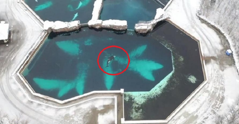 La triste historia de Kiska, «la orca más solitaria del mundo»
