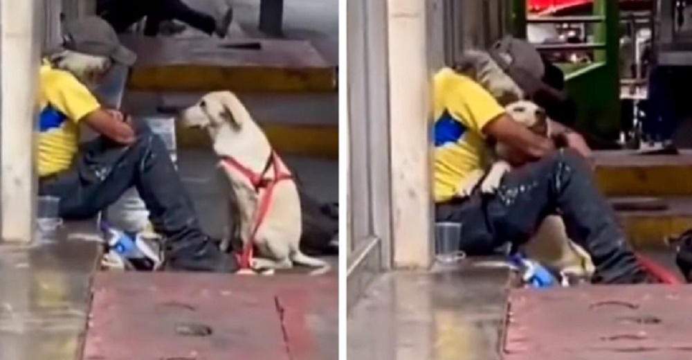 Perrito se acerca a un hombre sin hogar y le regala un entrañable abrazo