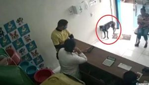 Perrito callejero enfermito entra a una clínica veterinaria suplicando ayuda