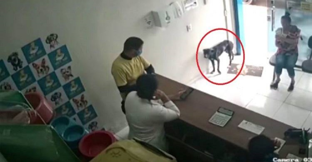 Perrito callejero enfermito entra a una clínica veterinaria suplicando ayuda