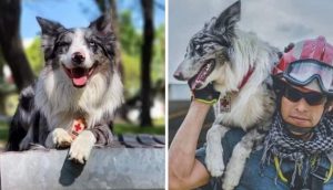 Perrito que desafió al malvado vecino que lo envenenó, ahora salva vidas en Turquía