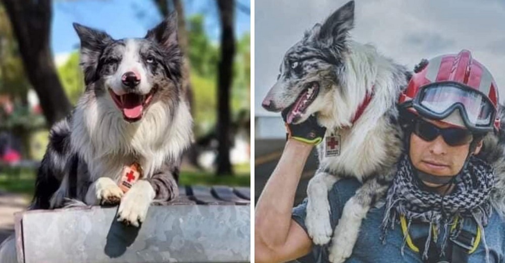 Perrito que desafió al malvado vecino que lo envenenó, ahora salva vidas en Turquía