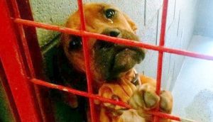Fotógrafo captura las lágrimas de angustia de una perrita al sospechar que sería sacrificada