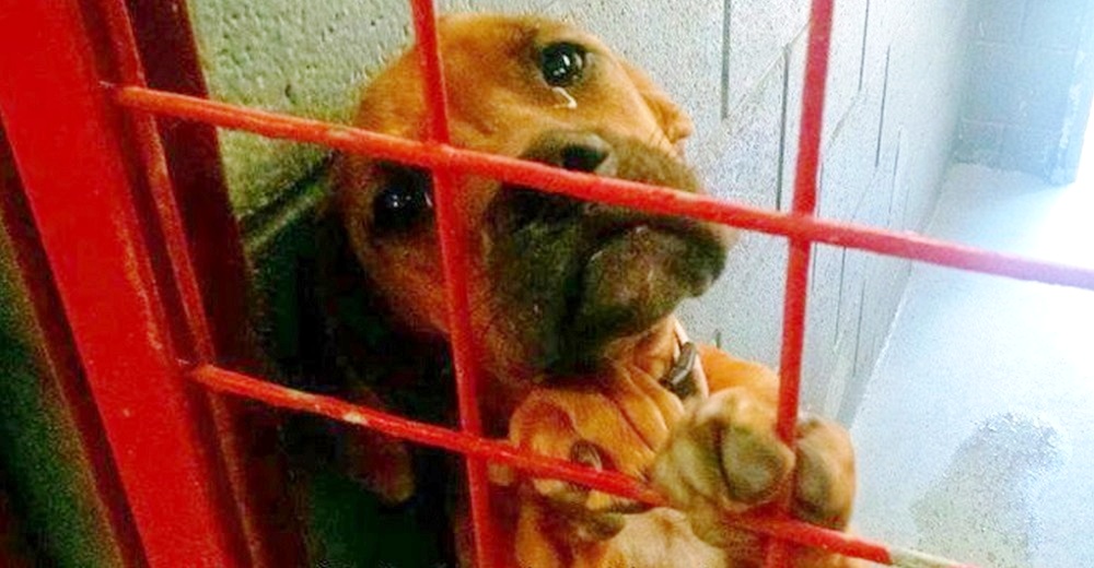 Fotógrafo captura las lágrimas de angustia de una perrita al sospechar que sería sacrificada