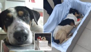 Perrito callejero es despedido con misa y banda, todos en el pueblo lo amaban