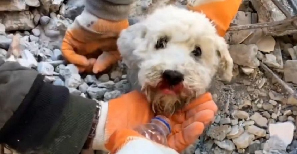 Logran rescatar con vida a un angustiado perrito que gritaba entre los escombros en Turquía
