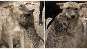 Conmovedor abrazo entre un gato y un perrito al ser rescatados tras el terremoto en Siria