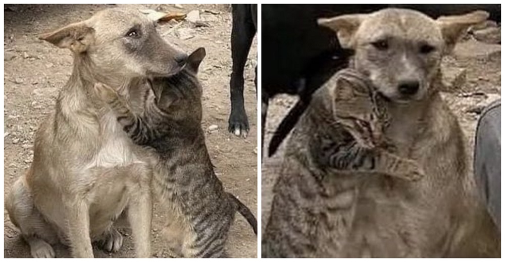 Conmovedor abrazo entre un gato y un perrito al ser rescatados tras el terremoto en Siria