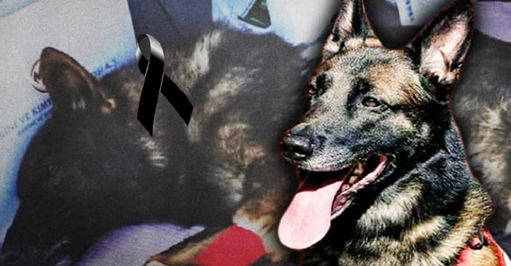 Muere Proteo, el perrito mexicano que viajó a Turquía para salvar vidas