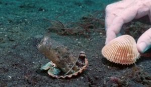 Buzo convence a un pequeño pulpo para que cambie un vaso de plástico por una concha natural