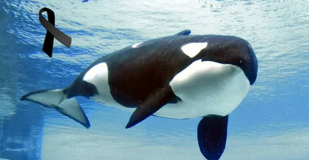 Muere Kiska, la famosa orca por haber sido la más triste y solitaria del  mundo