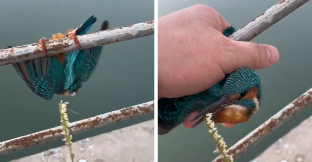 Se le congelaron sus patitas en el barandal y solo necesitó el calor de unas manos amorosas